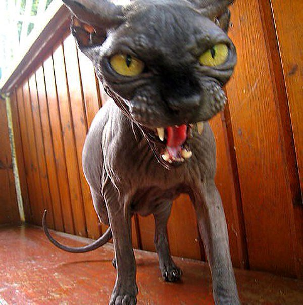 No Relevance Intended