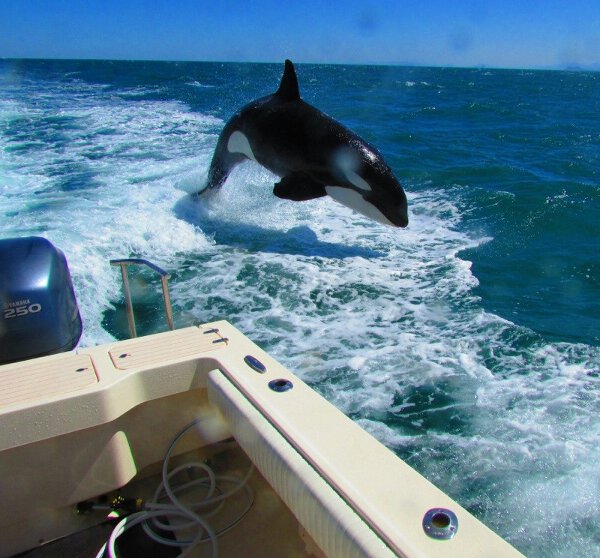 No Relevance Intended