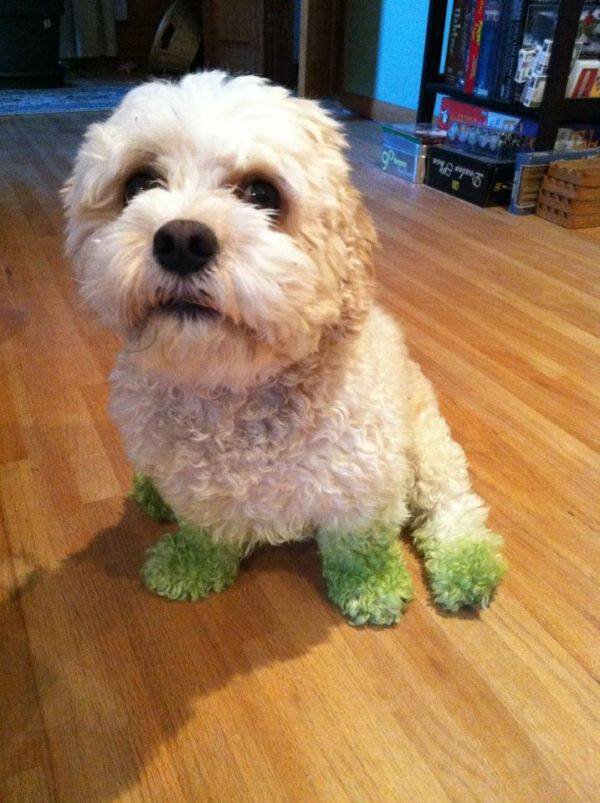 dog with green paws