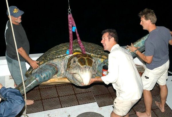 biggest sea turtle ever