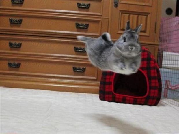 hover bunny