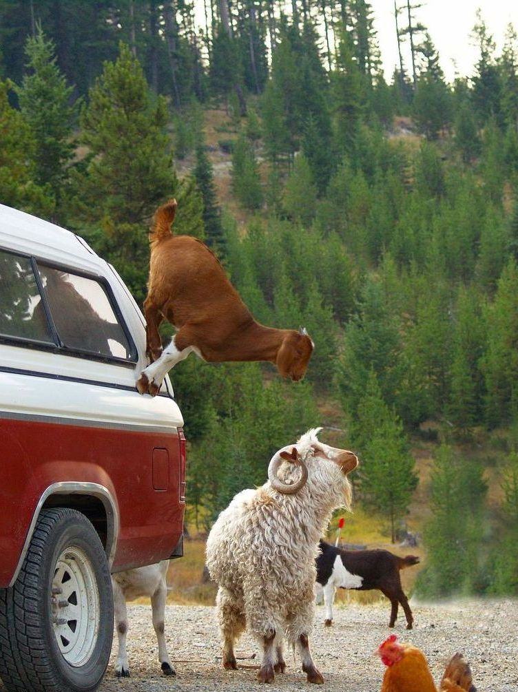 goats in a truck