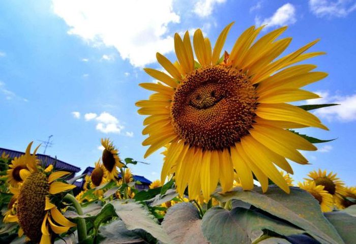 No Relevance Intended