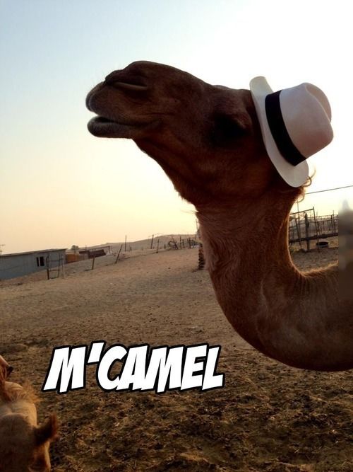 No Relevance Intended