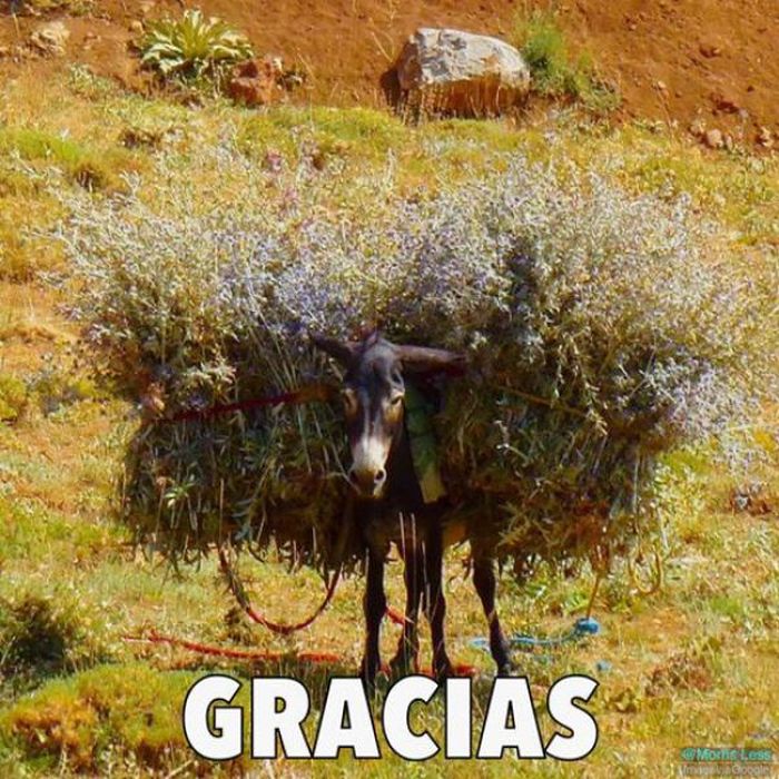 pun gracias grassy ass