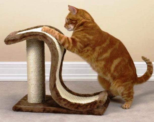 Getting this original scratching post should spare your new leather seating group.