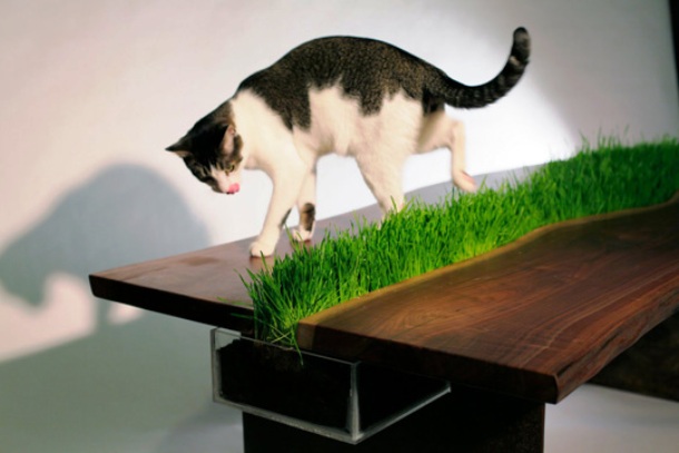 One of the things your pet misses the most at home is the grass strolling. Well, not anymore.