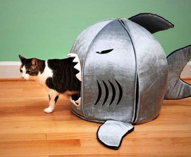 Cats are known to be interested in fishing so they might like something like this.
