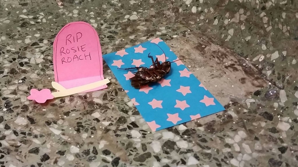 A professor at Texas A&M University shared a photo of a dead cockroach which had been laying in the Anthropology building's stairwell for two weeks because no one wanted to clear it up. An enterprising person had made the roach a small shrine