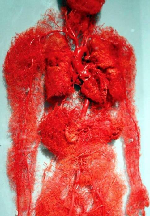 Veins, arteries and blood vessels throughout the body