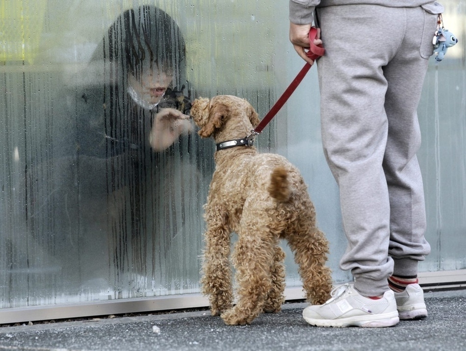 A woman in quarantine for suspected radiation, watches her dog through glass.