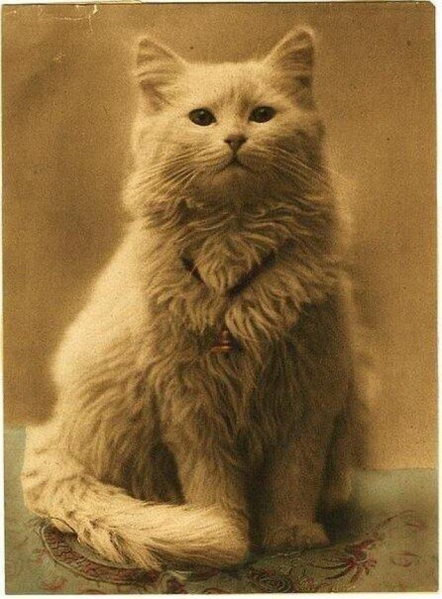One of the first photographs taken of a cat in the world (1880-1890)
