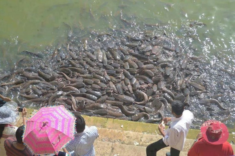 Feeding several hundred catfish
