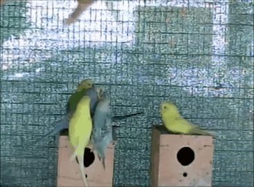 random pic common pet parakeet