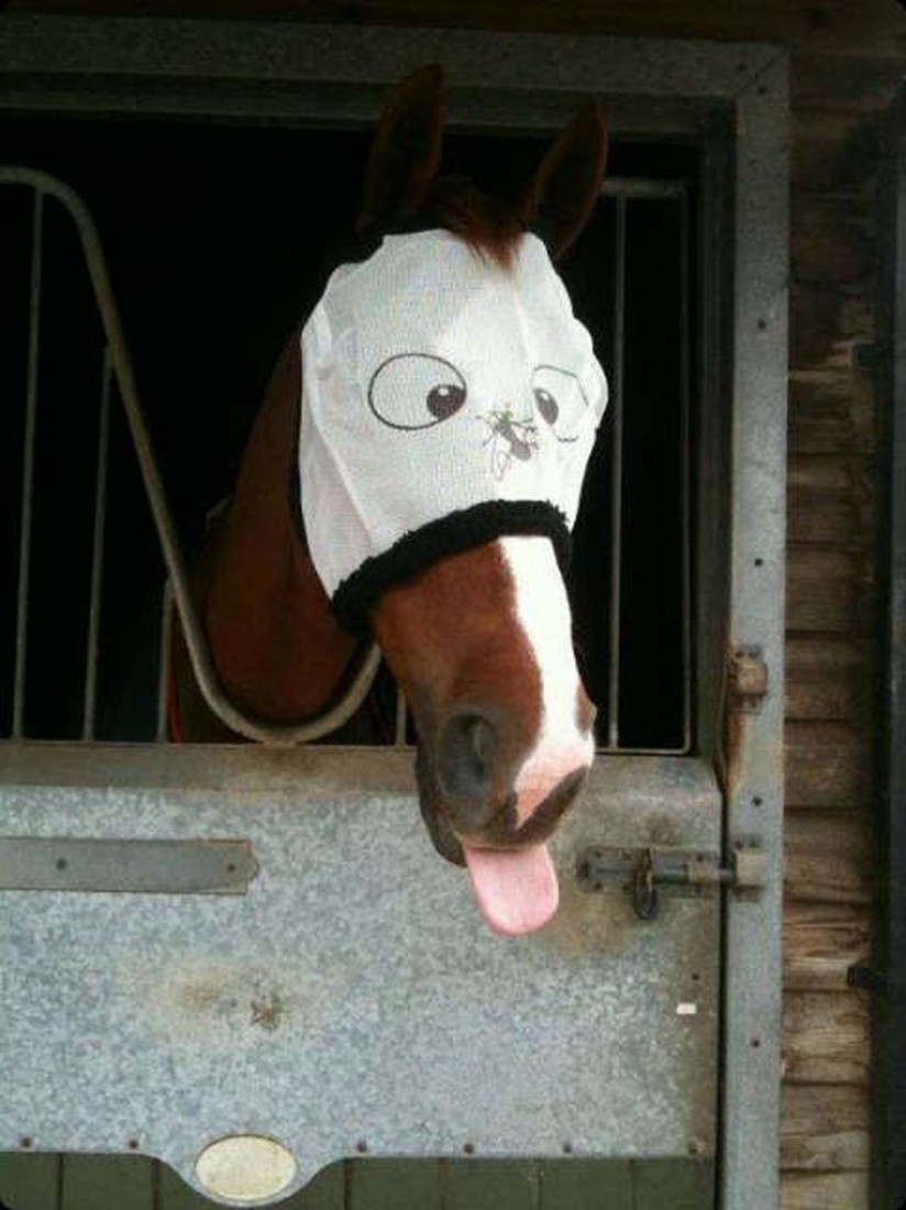 funny horse fly mask