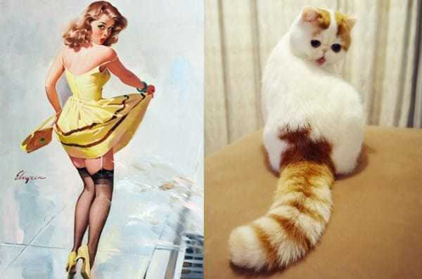 Pin-Up Models vs Cats