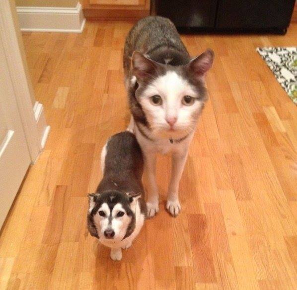 random pic face swap cat and dog