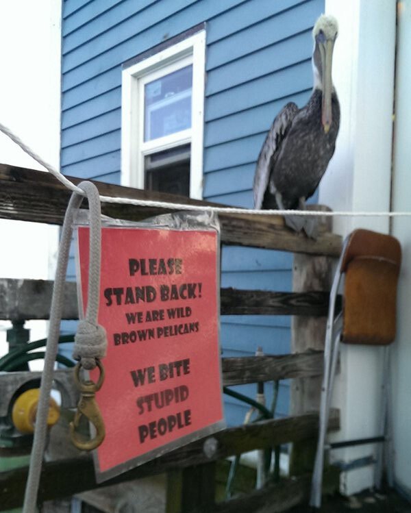 vehicle - Please Stand Back! We Are Wild Brown Pelicans We Bite Stupid People