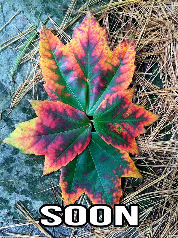 autumn blaze maple leaf - Soon