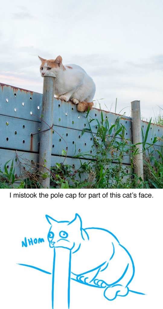 cat with mouth on pole - I mistook the pole cap for part of this cat's face. Hom