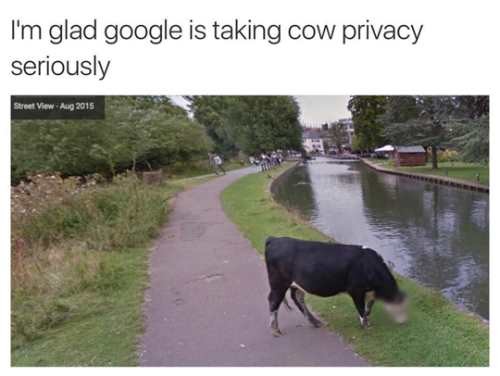 i m glad google is taking cow privacy seriously - I'm glad google is taking cow privacy seriously Street View