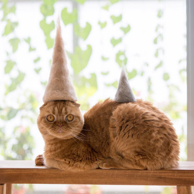 Cats Wearing Hats Made Of Cat Hair