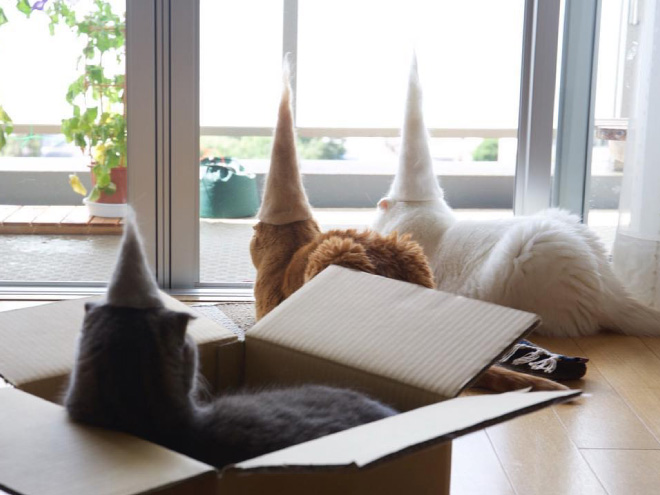 Cats Wearing Hats Made Of Cat Hair