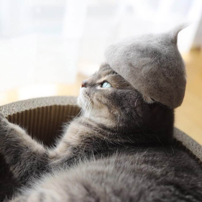 Cats Wearing Hats Made Of Cat Hair