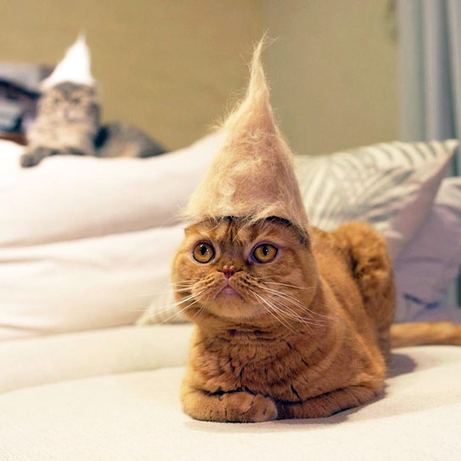 Cats Wearing Hats Made Of Cat Hair