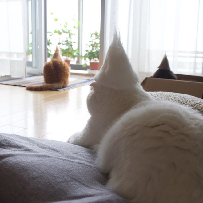 Cats Wearing Hats Made Of Cat Hair