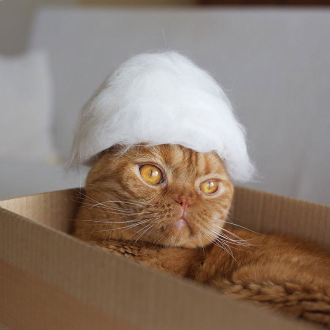 Cats Wearing Hats Made Of Cat Hair