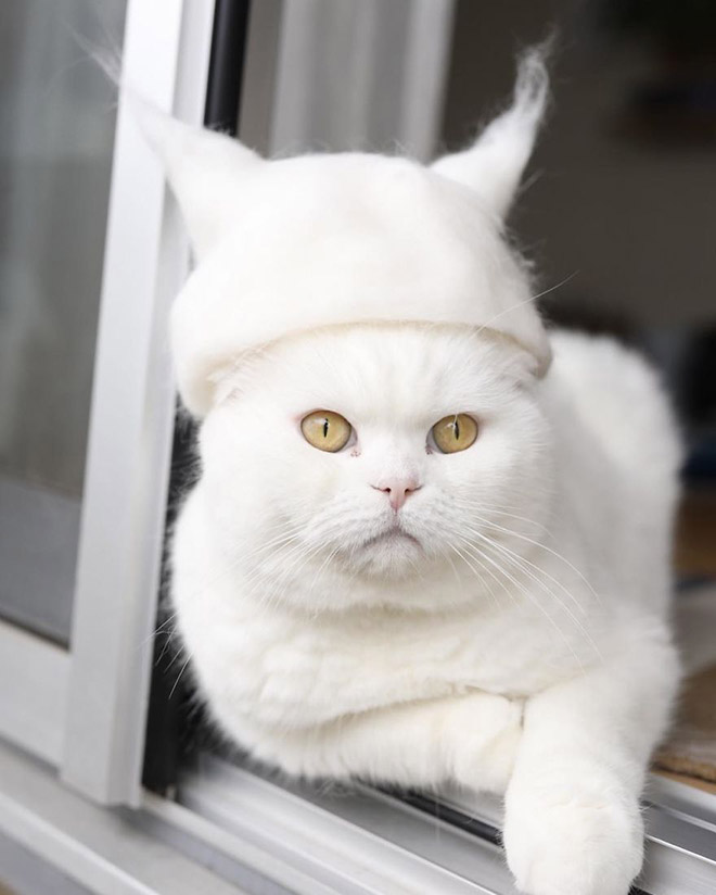 Cats Wearing Hats Made Of Cat Hair