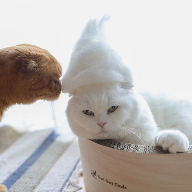 Cats Wearing Hats Made Of Cat Hair