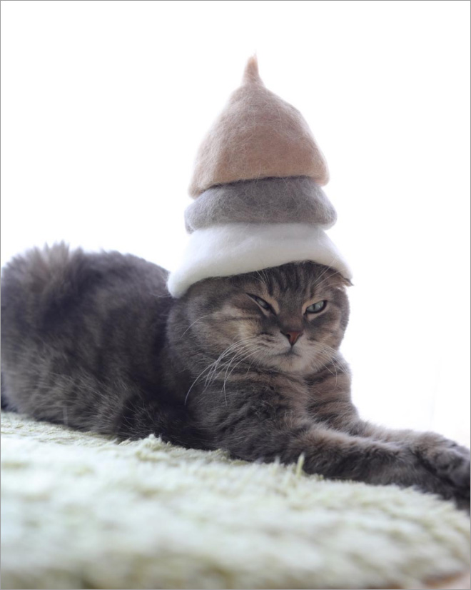 Cats Wearing Hats Made Of Cat Hair