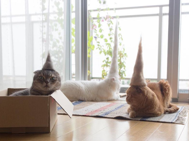 Cats Wearing Hats Made Of Cat Hair