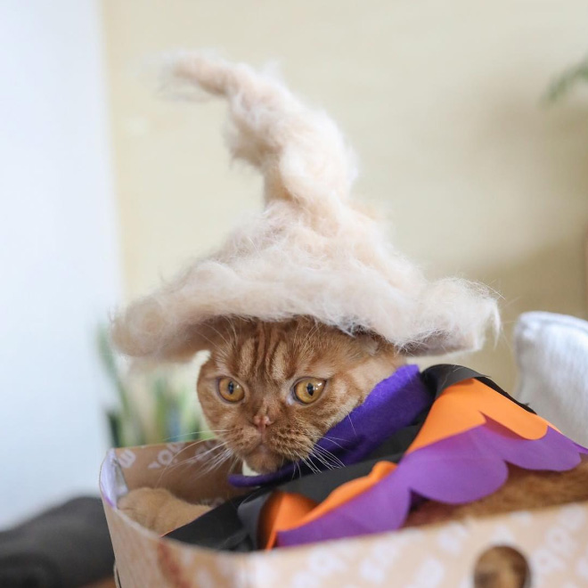 Cats Wearing Hats Made Of Cat Hair