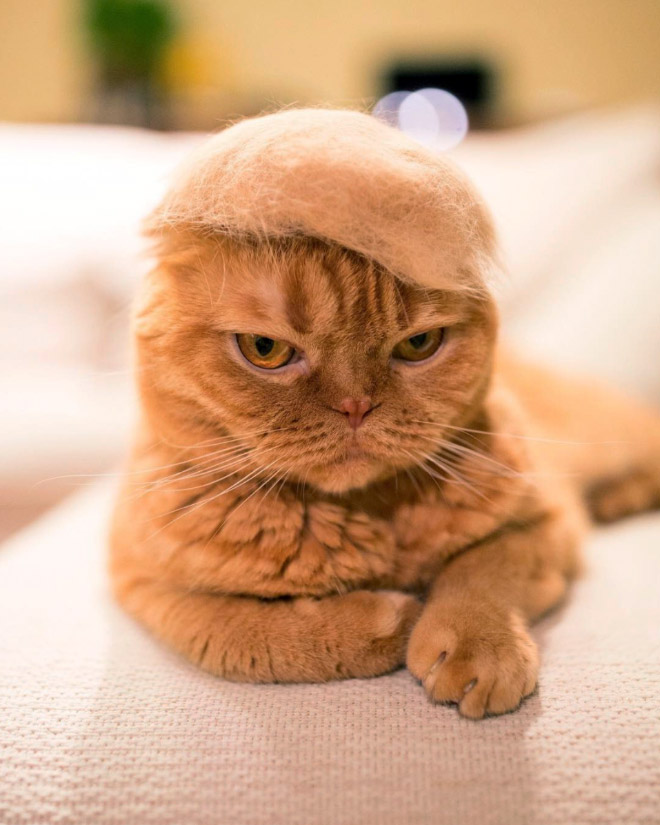 Cats Wearing Hats Made Of Cat Hair