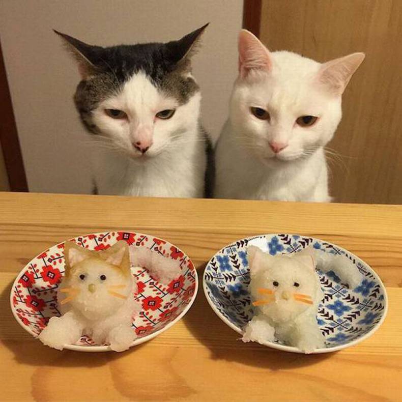japanese cats funny - P