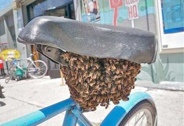 funny bike seat