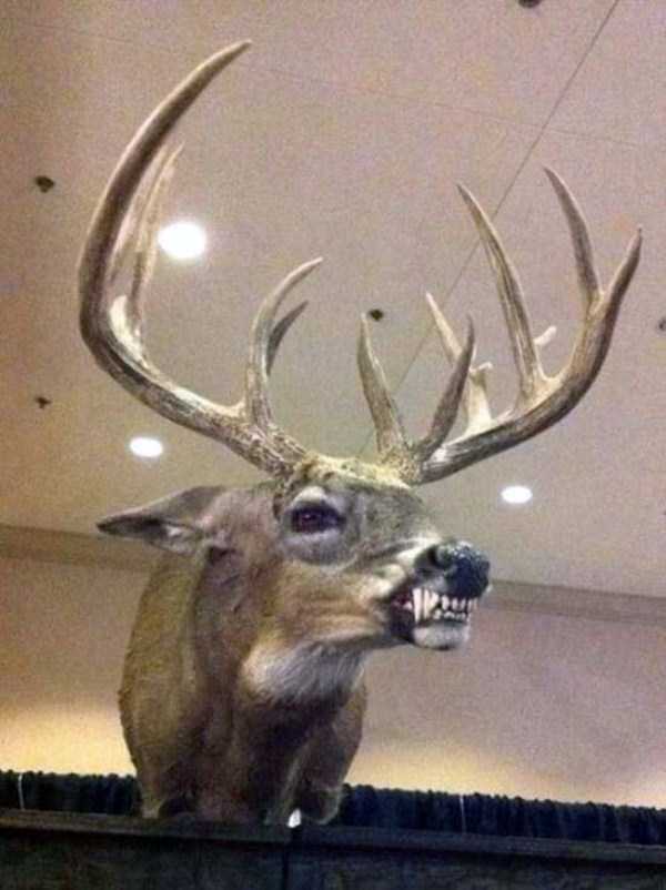 bad taxidermy deer