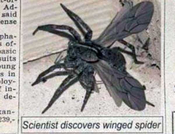 winged spider - Ul Ad said ense pha of asic suits Hung s in loy de 239, Scientist discovers winged spider