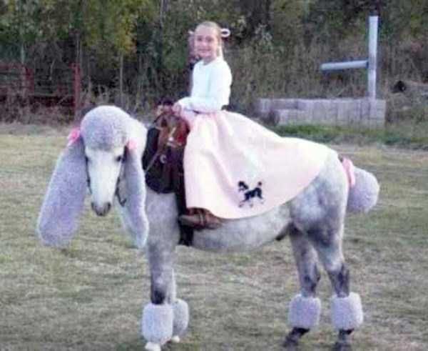 poodle horse