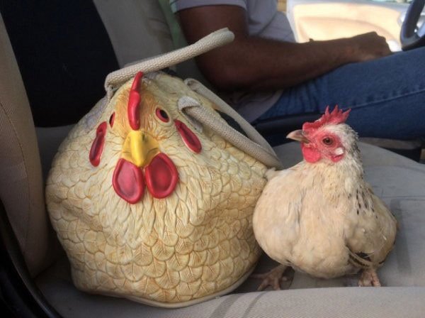 chicken handbag