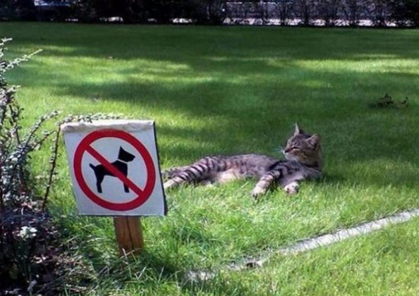 random pictures - pic of cat chilling out on a grassy area forbidden to dogs