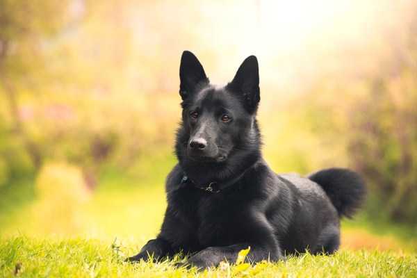 female black norwegian elkhound