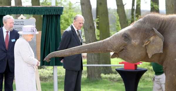 queen donna the elephant - Centre