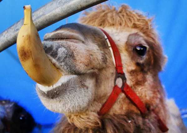 camel eating banana