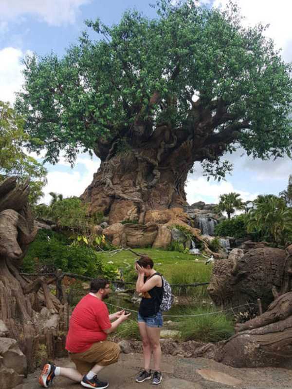 disney world, the tree of life