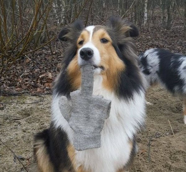 Funny picture of a dog holding a glove which is basically giving you the middle finger.