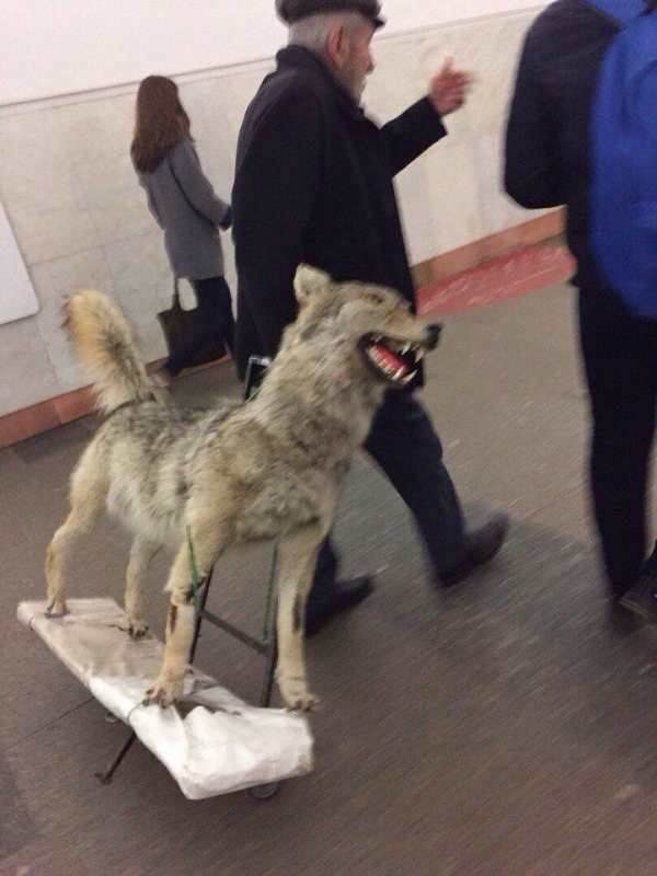 Funny picture of an old man wheeling off his taxidermy of a wolf.